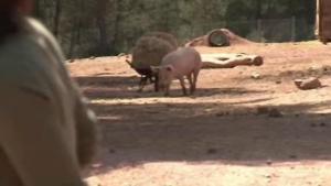 Exemple de l'ús d'informació addicional en la descripció d'imatges